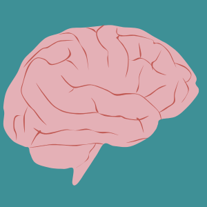 The brain